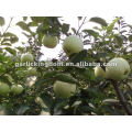 Chinese green Apple